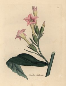 Planta de tabaco de flor rosa, Nicotiana tabacum