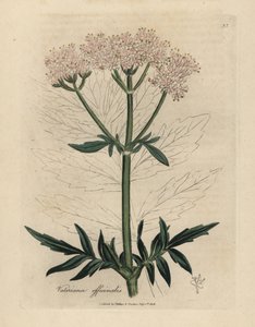 Valeriana de flor rosa, Valeriana officinalis