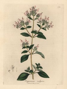 Mejorana silvestre de flor rosa, Origanum vulgare