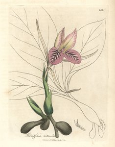 Zedoaria de flor rosa, Kaempferia rotunda