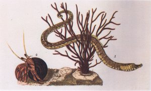 Pez Pipa y Cangrejo Ermitaño, Naturaleza en Gran Bretaña publicada por Collins, 1946 de James Sowerby