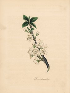 Ciruelo - Ciruelo común, Prunus domestica. Tomado de una ilustración de James Sowerby de la "Botánica Médica" de William Woodville. Zincografía coloreada a mano de C. Chabot dibujada por Miss M. A. Burnett de su "Plantae Utiliores: or Illustrations of Usef