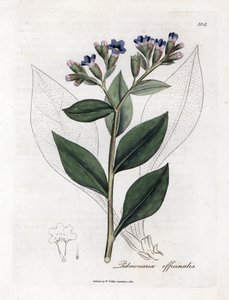 Pulmonaria officinale - Lungwort, Pulmonia officinalis. Grabado en cobre coloreado a mano de una ilustración botánica de James Sowerby extraída de "Medical Botany" de William Woodville y Sir William Jackson Hooker, John Bohn, Londres. de James Sowerby