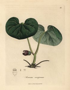 Asarabacca de flor morada o jengibre silvestre, Asarum europaeum