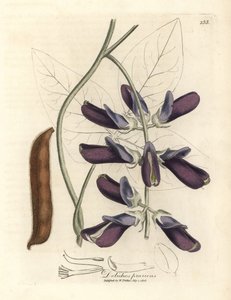 Dolichos de flor morada, Dolichos pruriens de James Sowerby