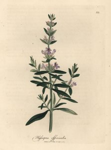Hisopo de flor morada, Hyssopus officinalis de James Sowerby