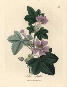 Malva de flor morada, Malva sylvestris de James Sowerby