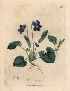 Violeta dulce de flor morada, Viola odorata de James Sowerby