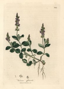 Verónica de flor púrpura, Veronica officinalis de James Sowerby