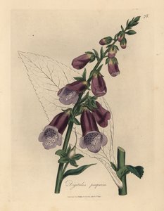 Digitalis purpurea, dedalera púrpura