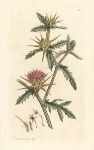 Cardo estrellado, Centaurea calcitrapa (Centauree hatchback, Centauree etoilee o Star Thistle) Grabado en cobre coloreado a mano según una ilustración de James Sowerby de James Smith