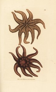 Estrella solar púrpura, Solaster endeca (Estrella de mar de nueve rayos, Asterias endeca). Grabado en cobre coloreado a mano por James Sowerby de The British Miscellany, or Coloured figures of new, rare, or little known animal subjects. de James Sowerby