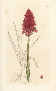 Orquídea piramidal, Anacamptis pyramidalis (Pyramidal orchis, Orchis pyramidalis). Grabado en cobre coloreado a mano según una ilustración de James Sowerby de James Smith