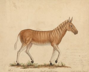 Cebra Quagga de James Sowerby