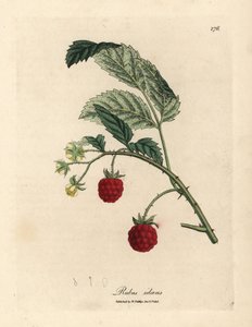 Arbusto de frambuesas con frutos maduros y flores amarillas, Rubus idaeus de James Sowerby