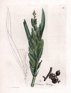 Palmera de ratán - Caña rotang, Calamus rotang. Grabado en cobre coloreado a mano a partir de una ilustración botánica de James Sowerby extraída de "Medical Botany" de William Woodville y Sir William Jackson Hooker, John Bohn, Londres.