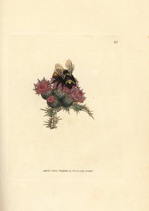 Abejorro de cola roja, Bombus lapidarius (Apis flavicollis) sobre un cardo. Grabado en cobre coloreado a mano por James Sowerby de The British Miscellany, or Coloured figures of new, rare, or little known animal subjects. de James Sowerby