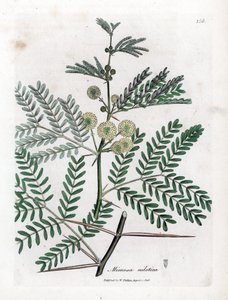 Goma roja - Árbol de la goma arábiga, Acacia nilotica. Grabado en cobre coloreado a mano de una ilustración botánica de James Sowerby extraída de la obra de William Woodville y Sir William Jackson Hooker "Medical Botany", John Bohn, Londres. de James Sowerby