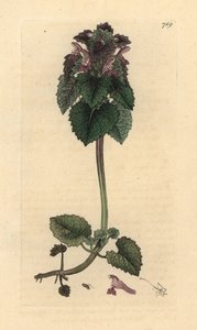 Red deadnettle, Lamium purpureum Grabado en cobre coloreado a mano según un dibujo de James Sowerby para English Botany de James Smith. de James Sowerby