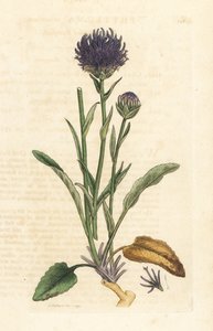 Phyteuma orbiculare (Phyteuma orbicularis) (Rapunzel orbicular) Grabado en cobre coloreado a mano según una ilustración de James Sowerby de James Smith