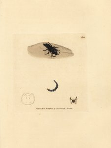Escarabajo Rove, Velleius dilatatus (Estafilino de cuernos dentados, Staphylinus concolor). Grabado en cobre coloreado a mano por James Sowerby de The British Miscellany, or Coloured figures of new, rare, or little known animal subjects. de James Sowerby