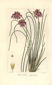 Lirio de los prados, Sowerbaea juncea, originario de Australia. Lleva el nombre del artista botánico James Sowerby. Grabado a mano sobre cobre por Barrois a partir de una ilustración botánica de Pancrace Bessa del "Herbier General de l