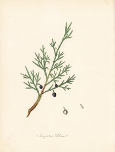 Sabina - Sabina común o sabina albar, Juniperus sabina. Tomado de una ilustración de James Sowerby de "Botánica Médica" de William Woodville y Sir William Jackson Hooker. Zincografía coloreada a mano de C. Chabot dibujada por Miss M. A. Burnett a partir de