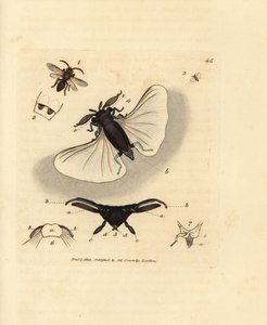 Parásito de la abeja de la arena, Stylops melittae. Grabado en cobre coloreado a mano por James Sowerby de The British Miscellany, or Coloured figures of new, rare, or little known animal subjects. de James Sowerby
