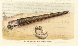Gusano anélido constructor de tubos de arena, Pectinaria belgica (Nereis pectinata). Grabado en cobre coloreado a mano por James Sowerby de The British Miscellany, or Coloured figures of new, rare, or little known animal subjects. de James Sowerby