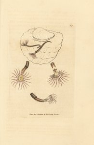 Gusano de arena con antenas carmesí, Amphitrite rosea. Grabado en cobre coloreado a mano por James Sowerby de The British Miscellany, or Coloured figures of new, rare, or little known animal subjects. de James Sowerby