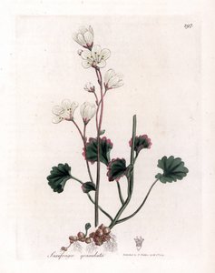 Saxifrage granulee o bulbbles - Saxifraga blanca, Saxifraga granulata. Grabado en cobre coloreado a mano de una ilustración botánica de James Sowerby extraída de "Medical Botany" de William Woodville y Sir William Jackson Hooker, John Bohn, Londres. de James Sowerby