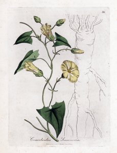Scamonee - Enredadera escamosa, Convolvulus scammonia. Grabado en cobre coloreado a mano de una ilustración botánica de James Sowerby de la obra de William Woodville y Sir William Jackson Hooker "Medical Botany", John Bohn, Londres. de James Sowerby