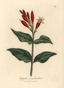 Rosa de la India de flor escarlata, Spigelia marilandica de James Sowerby