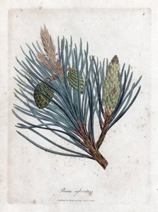 Pino silvestre - Abeto escocés o pino silvestre, Pinus sylvestris. Grabado en cobre coloreado a mano a partir de una ilustración botánica de James Sowerby de la obra "Medical Botany" de William Woodville y Sir William Jackson Hooker, John Bohn, Londres.