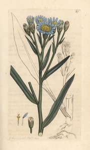 Sea aster, Tripolium pannonicum subsp. tripolium (Aster tripolium) (Aster marítimo) Grabado en cobre coloreado a mano según una ilustración de James Sowerby de James Smith