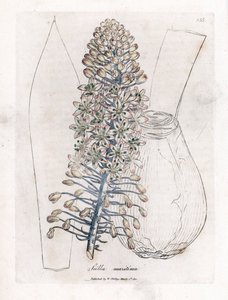Cebolla de mar, Drimia maritima. Grabado en cobre coloreado a mano de una ilustración botánica de James Sowerby extraída de la obra de William Woodville y Sir William Jackson Hooker "Medical Botany", John Bohn, Londres. de James Sowerby