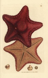 Estrella de mar o estrella de mar, Hippasteria phrygiana (¿Asterias equestris?). Grabado en cobre coloreado a mano por James Sowerby de The British Miscellany, or Coloured figures of new, rare, or little known animal subjects. de James Sowerby