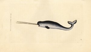 Unicornio marino o narval, Monodon monoceros. Raro ejemplar con colmillos dobles. Grabado en cobre coloreado a mano por James Sowerby de The British Miscellany, or Coloured figures of new, rare, or little known animal subjects. de James Sowerby
