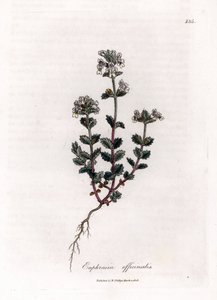 Hierba miope - Eufrasia común, Euphrasia officinalis. Grabado en cobre coloreado a mano de una ilustración botánica de James Sowerby extraída de "Medical Botany" de William Woodville y Sir William Jackson Hooker, John Bohn, Londres. de James Sowerby