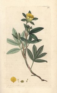 Dasiphora fruticosa o Potentilla fruticosa (Cinquefoil frutescente ou la cinquefoil shbustive) Grabado en cobre coloreado a mano según una ilustración de James Sowerby de James Smith