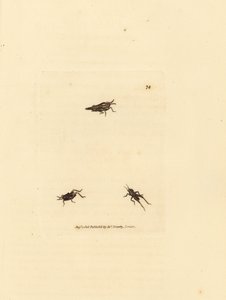 Saltamontes esbelto, Tetrix subulata (Acrydium subulatum). Grabado en cobre coloreado a mano por James Sowerby de The British Miscellany, or Coloured figures of new, rare, or little known animal subjects. de James Sowerby