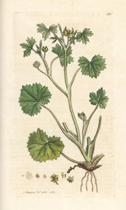 Ranúnculo de flor pequeña, Ranunculus parviflorus (ranúnculo) Grabado en cobre coloreado a mano según una ilustración de James Sowerby de Botánica inglesa de James Smith, Londres. de James Sowerby