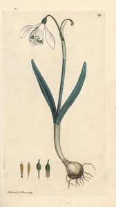 Campanilla de invierno, Galanthus nivalis. Grabado en cobre coloreado a mano según una ilustración de James Sowerby de James Smith