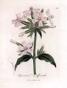 Saponaria officinalis. Grabado en cobre coloreado a mano a partir de una ilustración botánica de James Sowerby de "Medical Botany" de William Woodville y Sir William Jackson Hooker, John Bohn, Londres. de James Sowerby