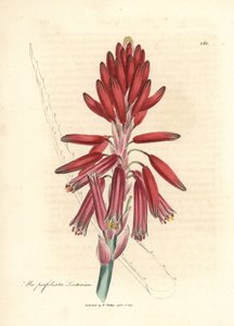Aloe socotorina, Aloe perfoliata socotorina de James Sowerby