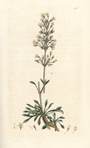 Spanish catchfly, Silene otites (Spanish campion, Cucubalus otites) (silene a hojas pequeñas) Grabado en cobre coloreado a mano según una ilustración de James Sowerby de James Smith