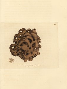 Esponja, Haliclona cinerea (Esponja cancelada, Spongia cancellata). Grabado en cobre coloreado a mano por James Sowerby de The British Miscellany, or Coloured figures of new, rare, or little known animal subjects.