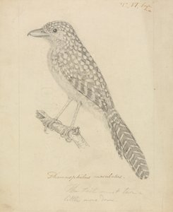 Alcaudón moteado de James Sowerby