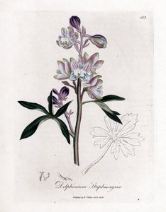 Staphisegar o hierba con piojos o hierba con gota o uvas silvestres - Palmated larkspur o stavesacre, Delphinium staphisagria. Grabado en cobre coloreado a mano de una ilustración botánica de James Sowerby de William Woodville y Sir William Jackson H de James Sowerby