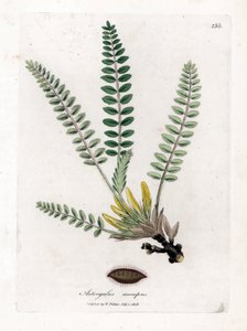 Astragalus sin tallo - Milkvetch sin tallo, Astragalus excapus. Grabado en cobre coloreado a mano de una ilustración botánica de James Sowerby extraída de "Medical Botany" de William Woodville y Sir William Jackson Hooker, John Bohn, Londres.